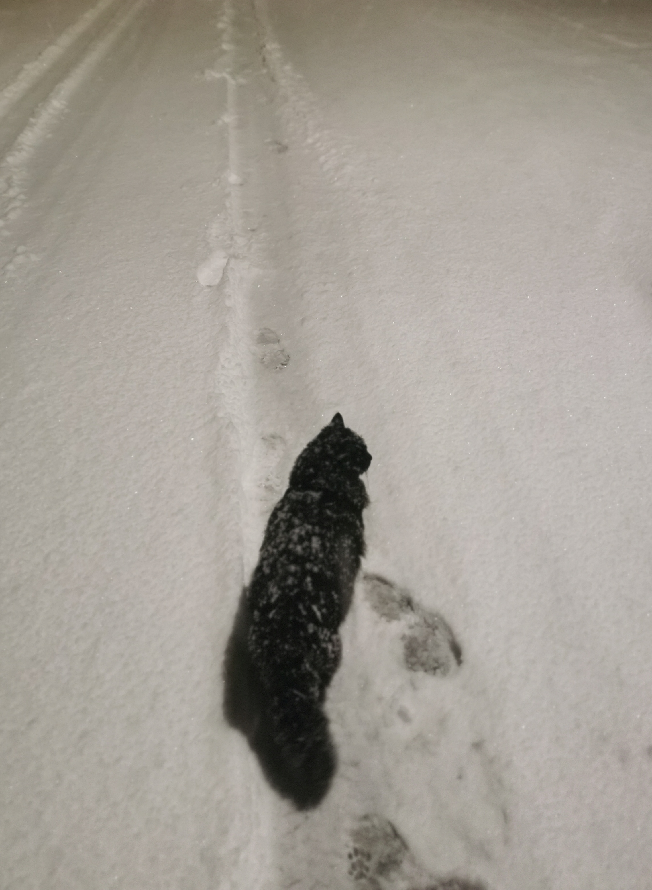 Fluffy the black cat